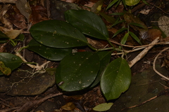 Hoya australis