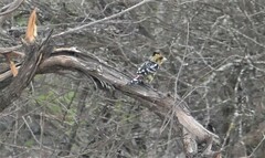 Trachyphonus vaillantii