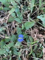 Commelina