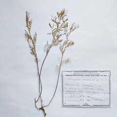 Astragalus arenarius