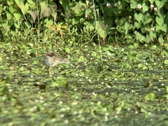 Hydrophasianus chirurgus