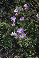 Aporia crataegi