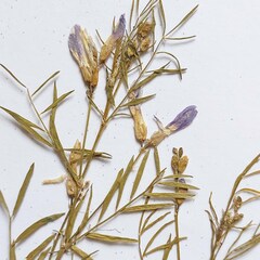 Astragalus arenarius