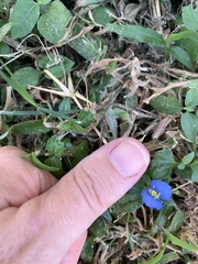 Commelina