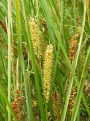 Carex rostrata