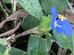 Commelina