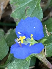 Commelina