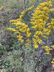 Solidago nemoralis