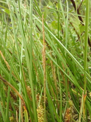 Carex rostrata