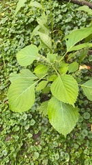 Perilla frutescens