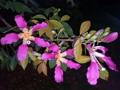 Ceiba speciosa