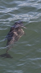 Phocoena phocoena phocoena