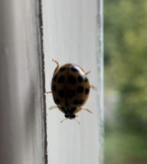 Harmonia axyridis