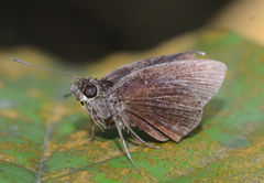 Astictopterus jama
