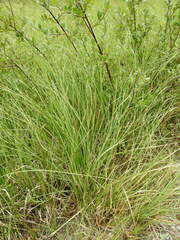 Carex rostrata