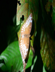 Tanaecia pelea