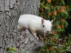 Sciurus carolinensis