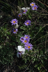 Aporia crataegi