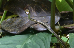 Dendrelaphis pictus