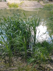 Zizania latifolia
