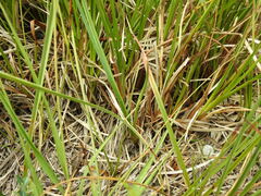 Carex rostrata