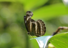 Neptis