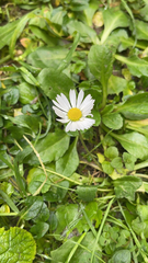 Bellis perennis