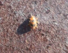 Coccidula scutellata