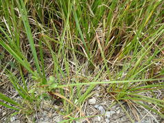 Carex rostrata
