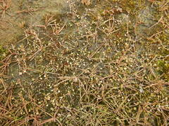 Ranunculus samojedorum