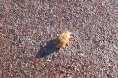 Coccidula scutellata