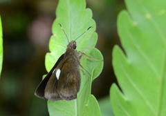 Notocrypta paralysos