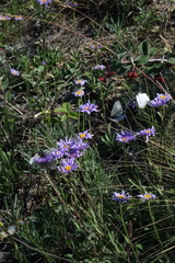 Aporia crataegi