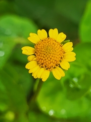 Asteraceae