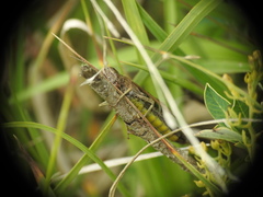 Omocestus viridulus