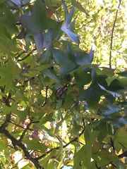 Liquidambar