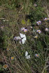 Aporia crataegi