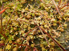 Ranunculus samojedorum