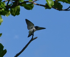 Artamus leucorynchus