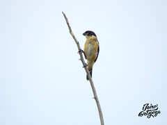 Sporophila morelleti morelleti