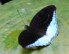 Tanaecia iapis