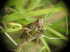 Omocestus viridulus