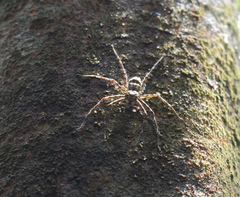 Heteropoda boiei