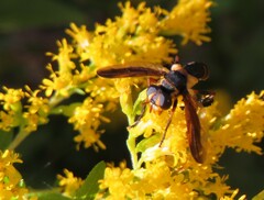 Trichopoda plumipes