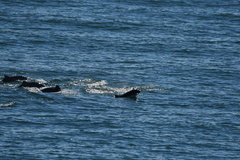 Phocoena phocoena phocoena