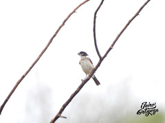 Sporophila morelleti morelleti