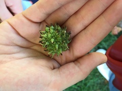 Liquidambar