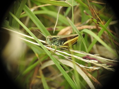 Omocestus viridulus