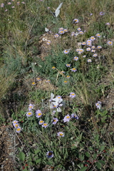 Aporia crataegi