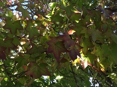 Liquidambar